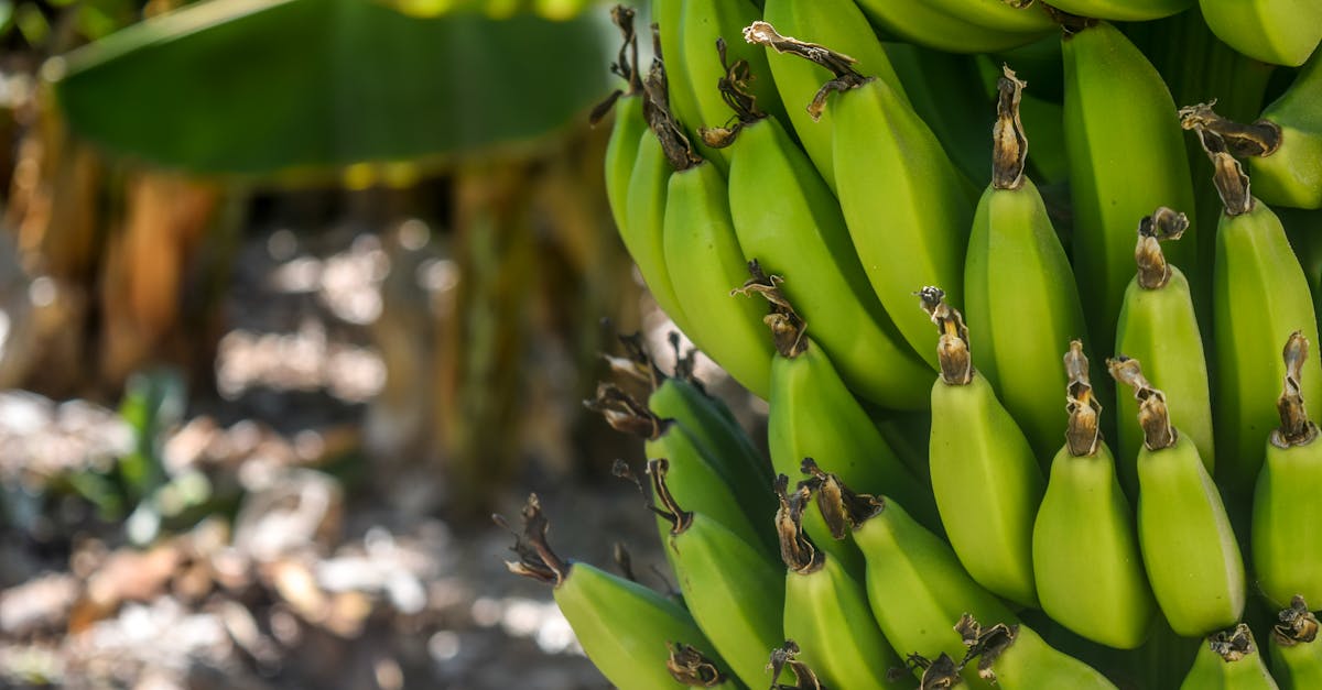 Découvrez la douleur intense et les symptômes uniques des céphalées en grappe, une maladie débilitante connue pour sa nature cyclique. Apprenez-en plus sur les causes, les options de traitement et les stratégies de gestion pour aider à soulager la souffrance associée à ce trouble rare des céphalées.