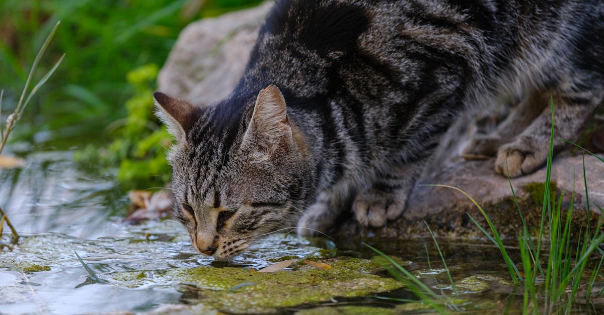 discover the importance of hydration for your health and wellness. learn how staying properly hydrated can boost your energy, improve your skin, and enhance your overall well-being. explore tips and tricks for maintaining optimal hydration levels in your daily routine.