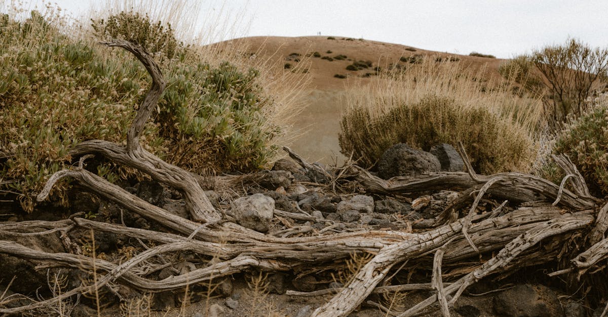 explore the causes, symptoms, and effective treatments for dehydration, a common condition that can impact your health. learn how to stay hydrated and the importance of water for your body.