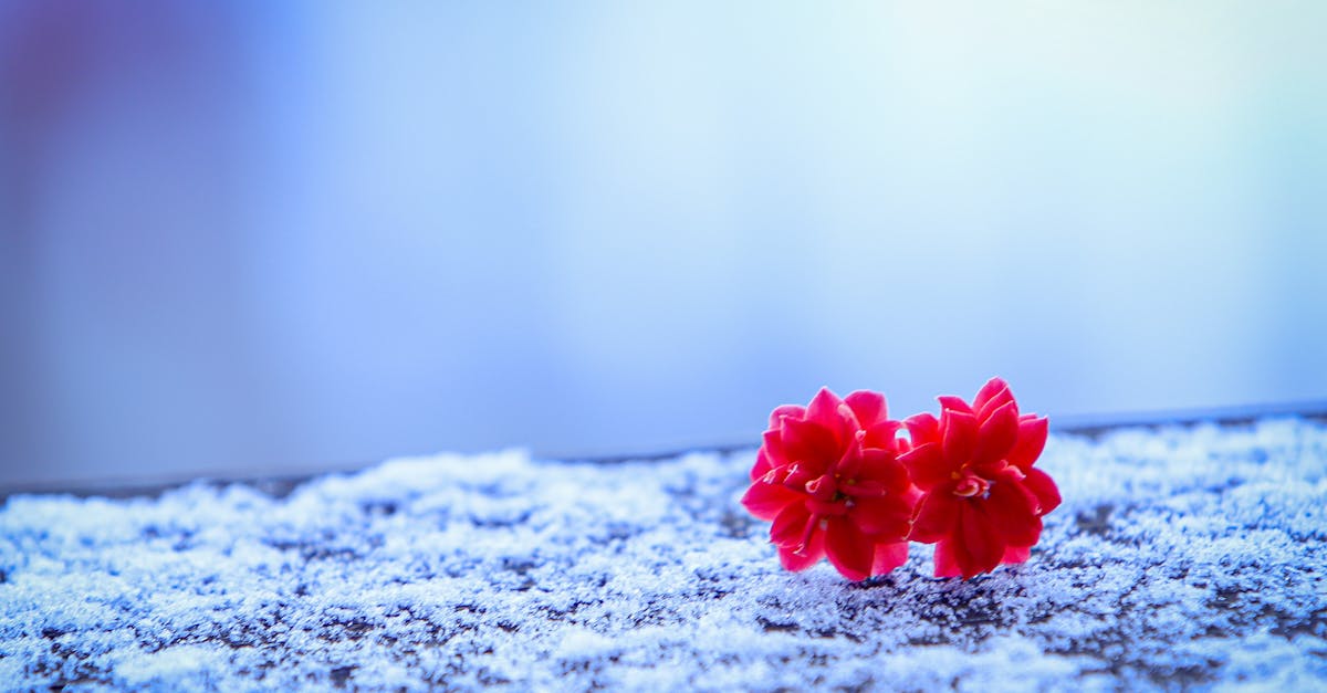 discover effective treatments and management strategies for frozen shoulder. learn about the causes, symptoms, and recovery tips to alleviate pain and restore mobility.