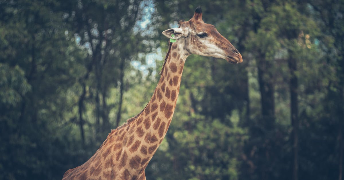 discover essential neck mobility exercises to enhance flexibility, reduce tension, and improve overall posture. unlock the benefits of a more mobile neck for better daily movement and enhanced athletic performance.