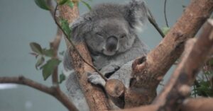 discover effective sleep strategies to improve your rest and enhance your overall well-being. explore tips and techniques for a better night's sleep and wake up refreshed.