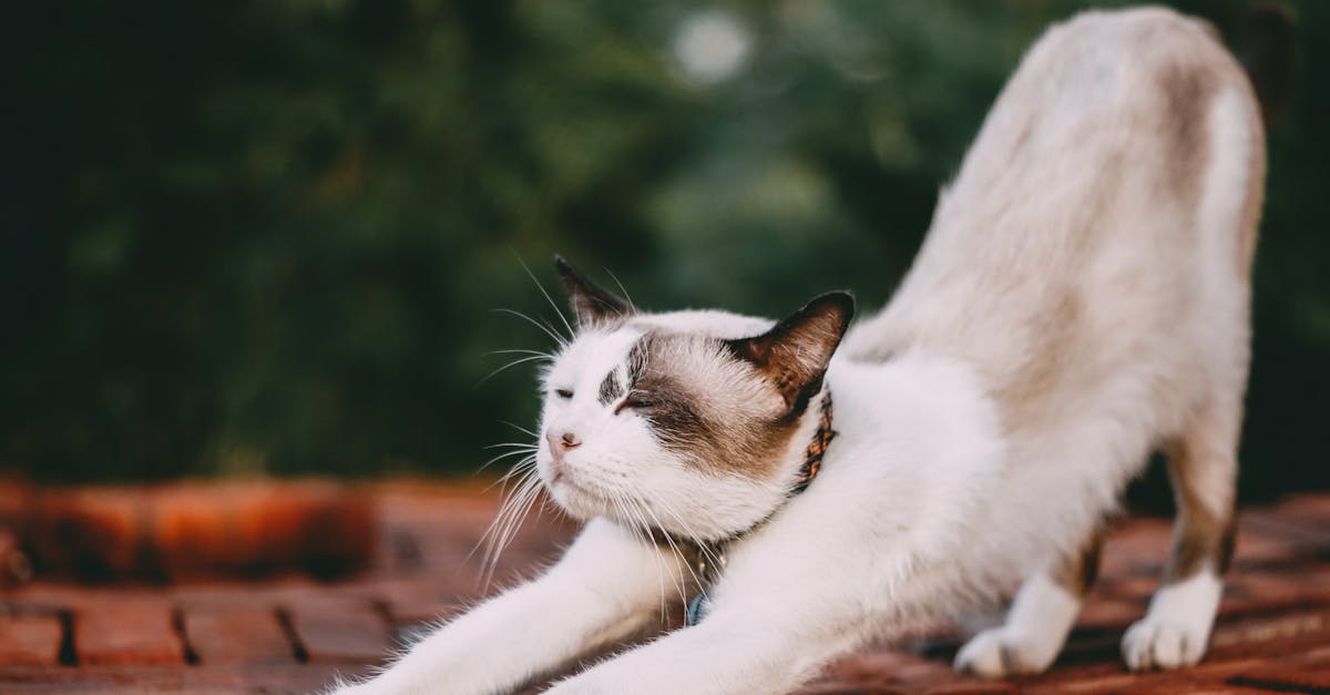 discover the benefits of stretching for your flexibility, posture, and overall well-being. learn effective stretching techniques and routines to enhance your athletic performance and prevent injuries.