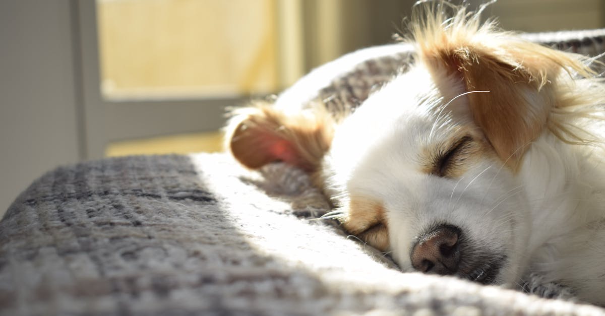 discover effective sleep solutions to improve your rest and enhance overall well-being. explore tips, products, and expert advice to achieve a restful night's sleep and wake up refreshed.