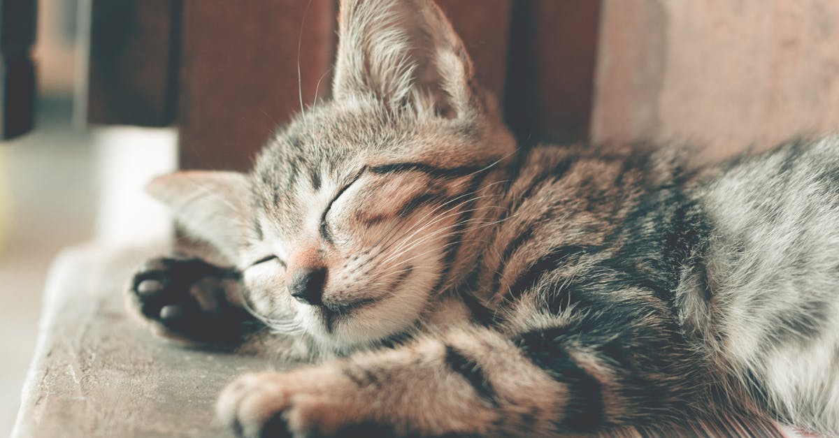 discover effective sleep solutions designed to improve your rest and enhance your overall well-being. explore tips, products, and techniques to achieve better sleep quality and wake up refreshed every day.