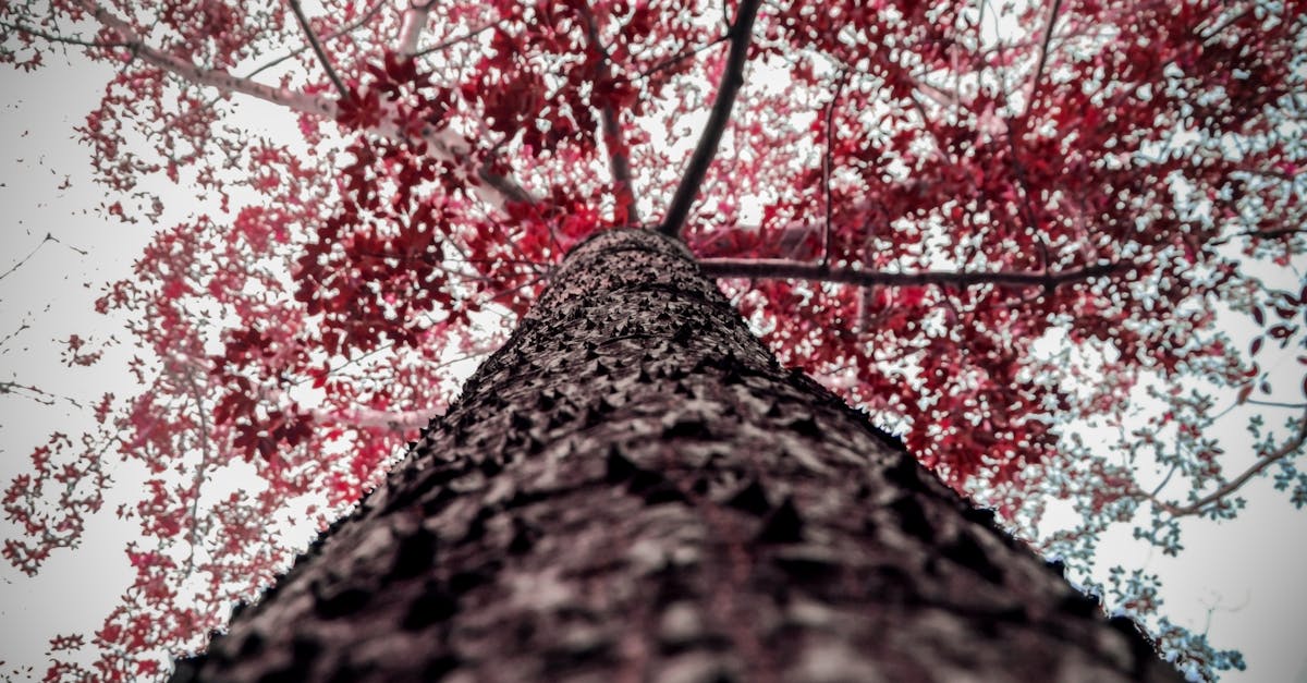 discover the thrilling experience of vertigo, a sensation of spinning or dizziness that can be both captivating and challenging. explore its causes, effects, and how to manage this fascinating condition.
