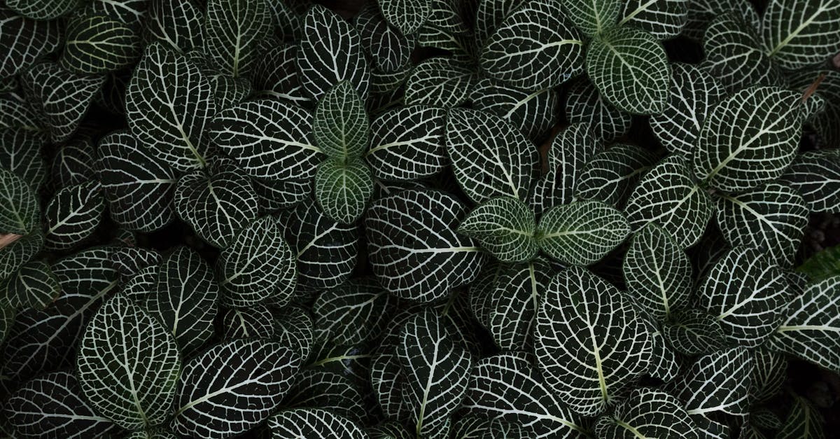 Pour découvrir les approches relaxantes, non invasives et adaptées aux familles que nous proposons, veuillez consulter notre site web :